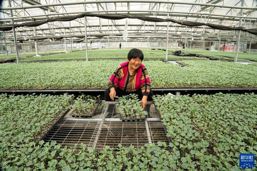 河北永清 以技術創新驅動綠色蔬菜種植，筑牢京津“菜籃子”保障線
